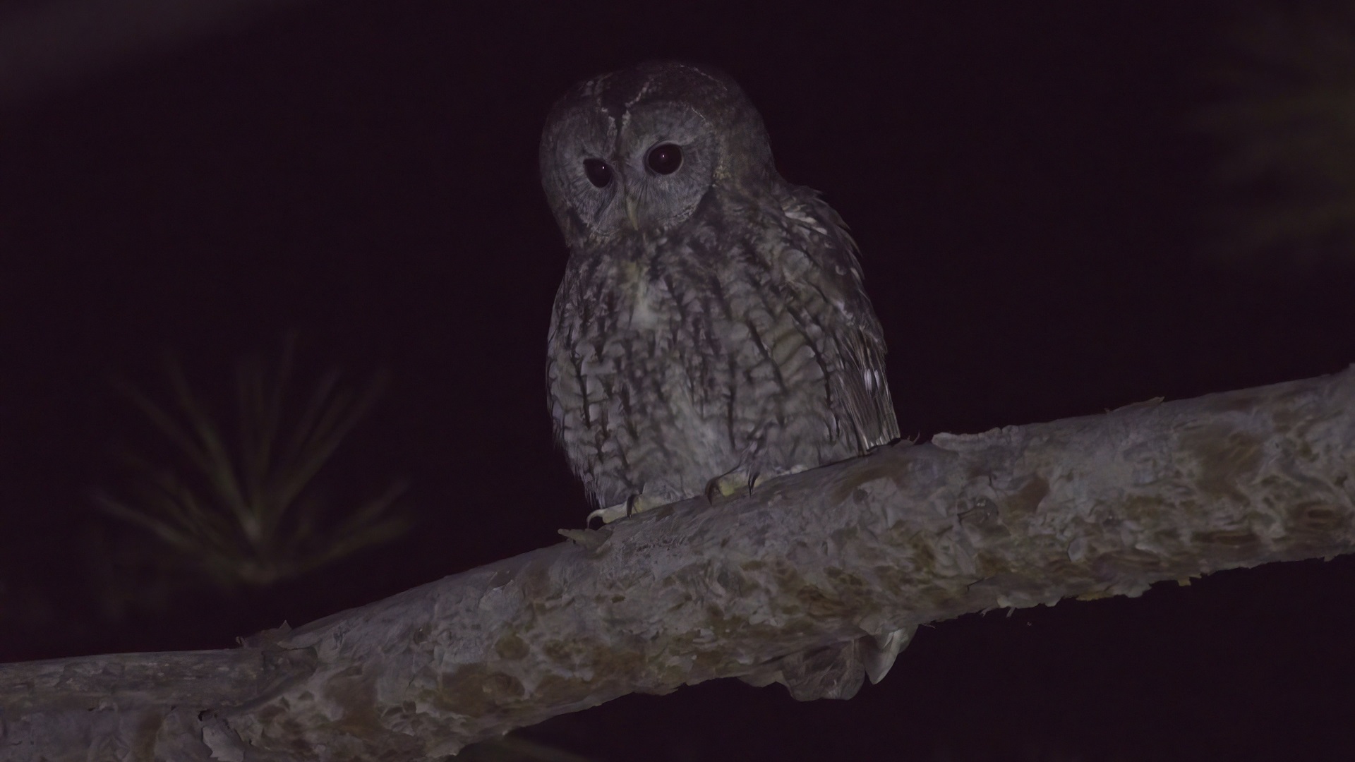 Tawny Owl